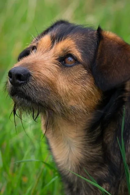 My Sweet Leduland Z Herbu Sapały