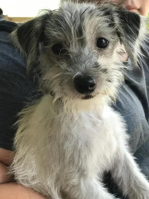 My Sweet Leduland Z Herbu Sapały