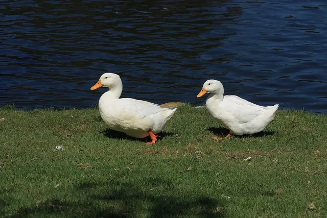 Whistlewood's Plucky Duck
