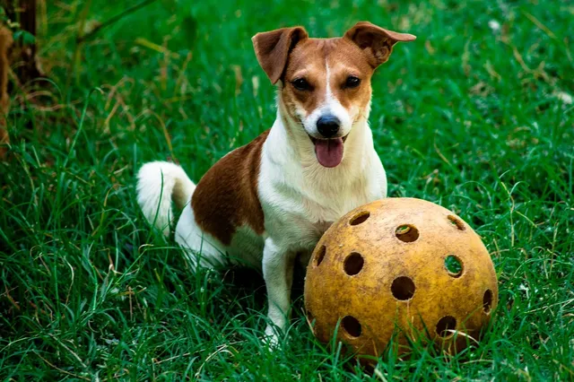 Jack Russell Terriers Z LEDULANDU