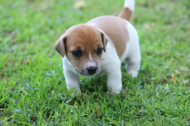 My Sweet Leduland Z Herbu Sapały