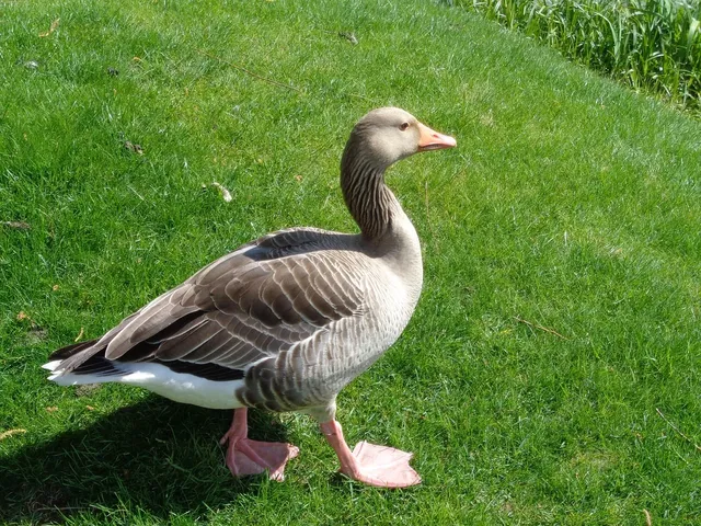 Whistlewood's Plucky Duck