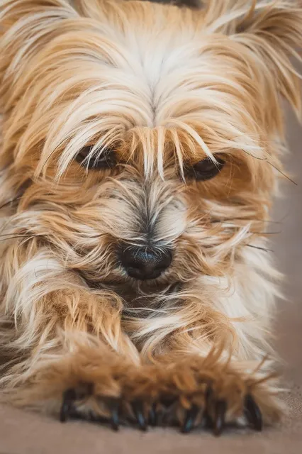 Ch.Pl.Yhenjyty Juuri Muga - REPRODUKTOR