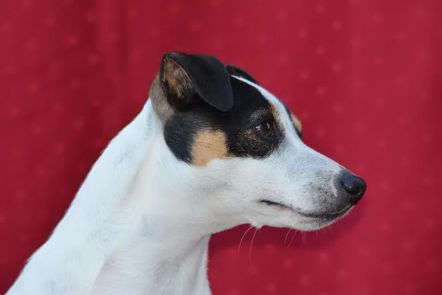 Lola i Jalmari