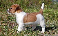 Bamby
