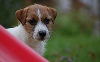Bamby