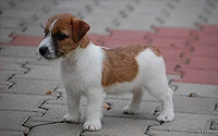 Bamby
