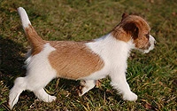 Bamby