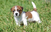 Bamby
