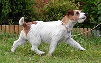 Joko