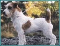 Myrmidon Jack Mack