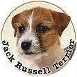 Jack Russell Terriers Z LEDULANDU