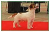 MINVERBRAE Ambassador