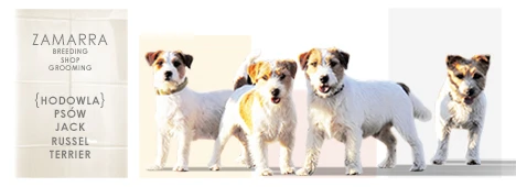 Zamarra - Hodowla psów rasy Jack Russell Terrier